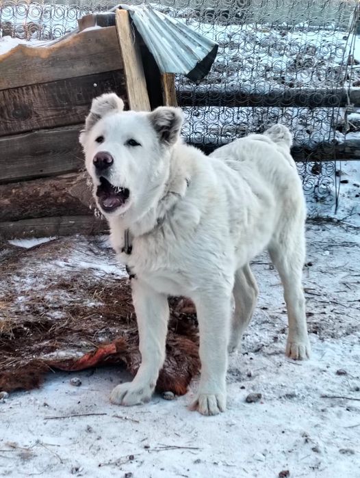 Байцовый Алабай.