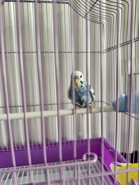 Волнистые попугаи