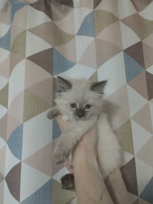 Отдам котят в добрые руки