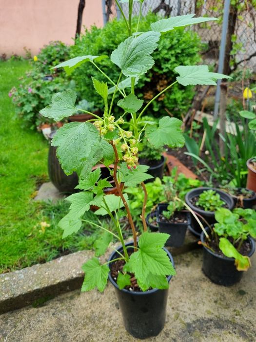 Лимон, Смокиня, Касис,  Алое