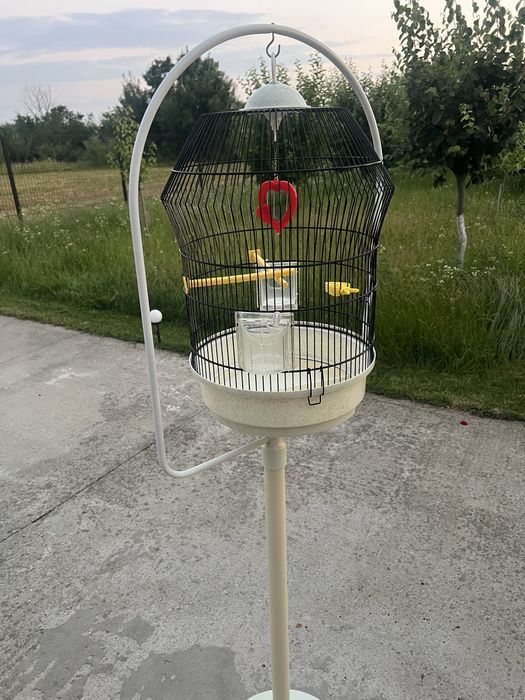 Pereche papagali cântători + colivii