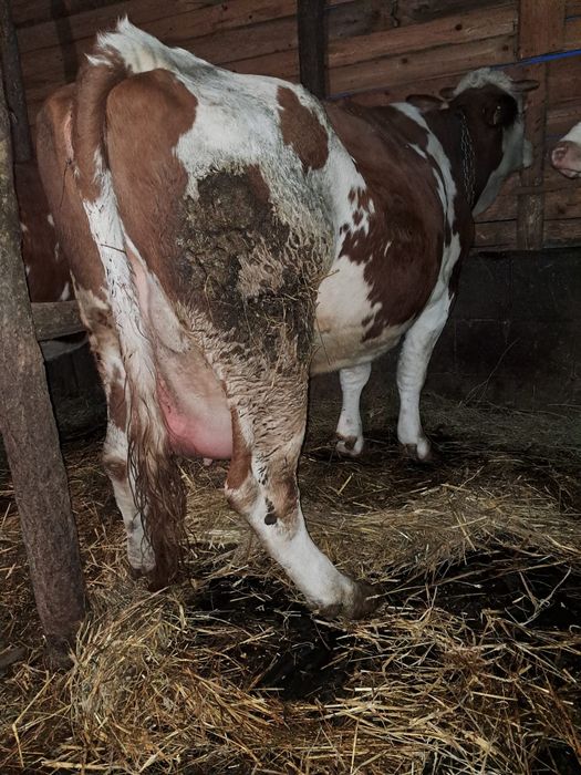 Vând vacă de 6 ani cu vițea