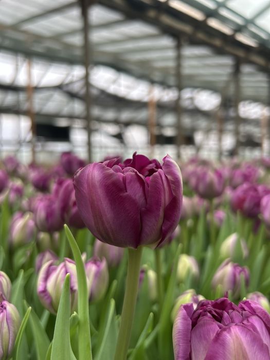 Тюльпаны оптом.