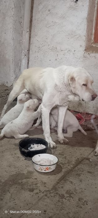 Продаю щинят алабая