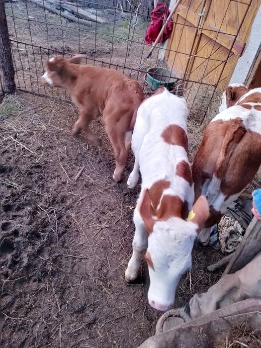 Vaci din rasa bălțata românească de vanzare