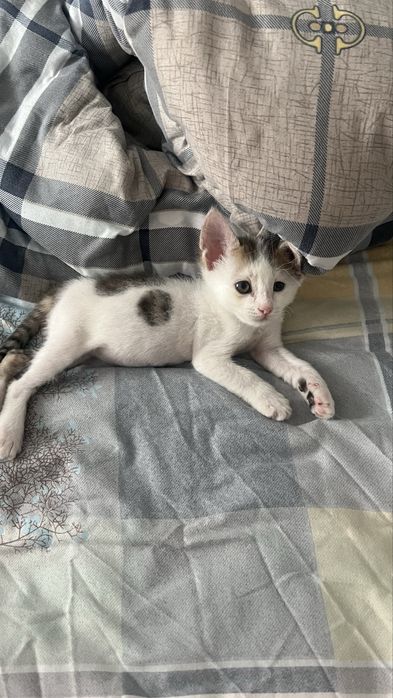 Котенок мальчик в добрейшие руки