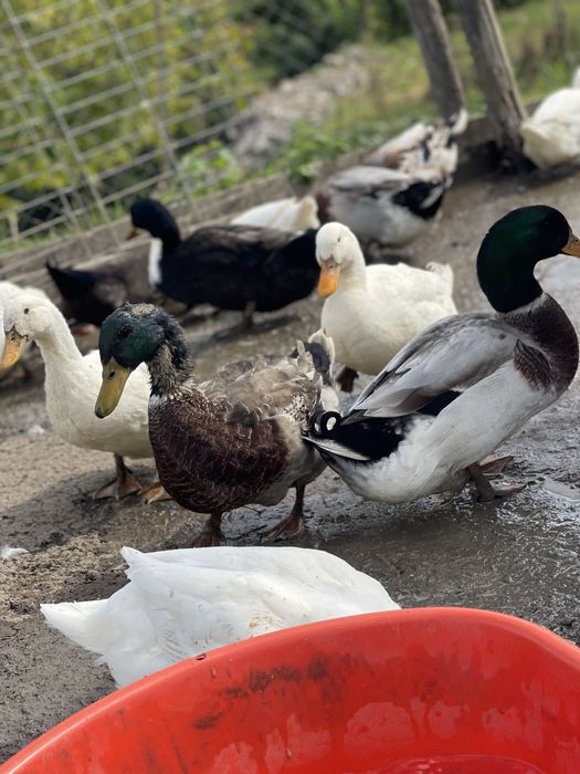 Vand rate crescute doar cu cereale si iarba verde.