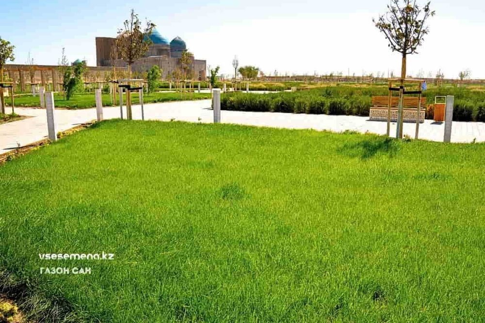 Газон для засушливых мест