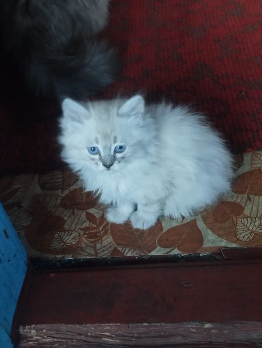 Котята, 4 девочки