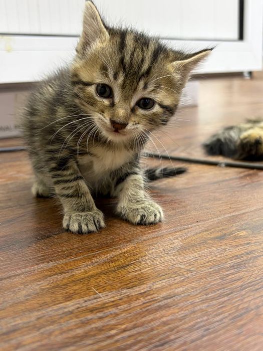 Отдам котят бесплатно в хорошие руки.