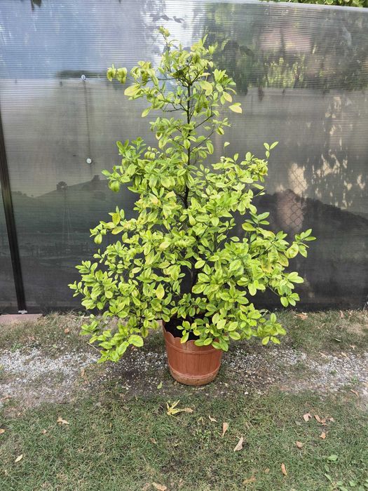Mandarin-calamondin, pe rod, 1,75m inaltime