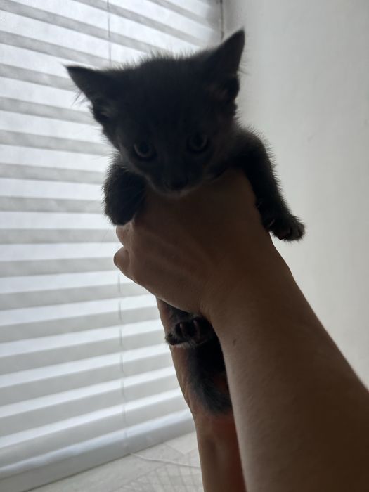 Котенок 1,5 месяца