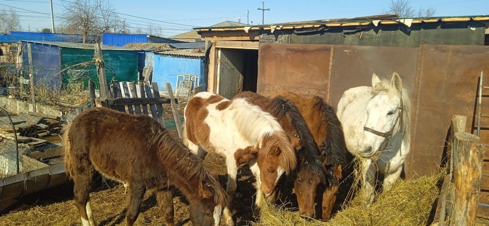 Продам жеребят..