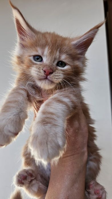 Элитные Котята Мейн-кун в Рассрочку