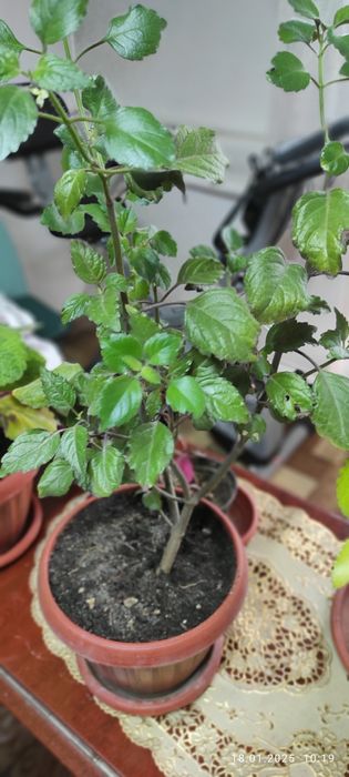 Цветы комнатные разные