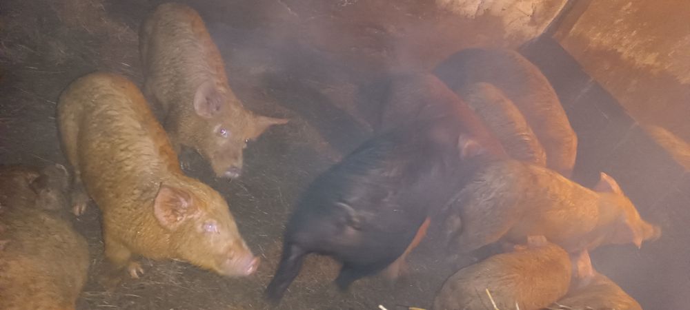 Продаются свиньи!!!