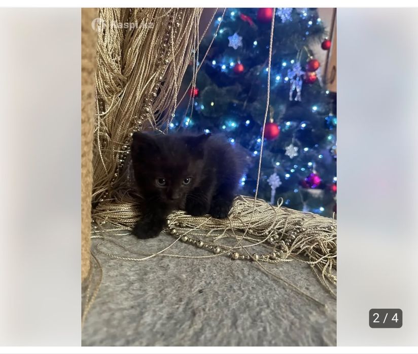 Отдам котят Ангоры