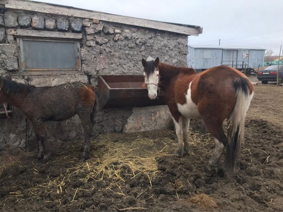 Продам жирную кобылу