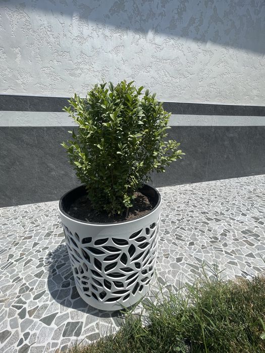 Агава для вашего дома