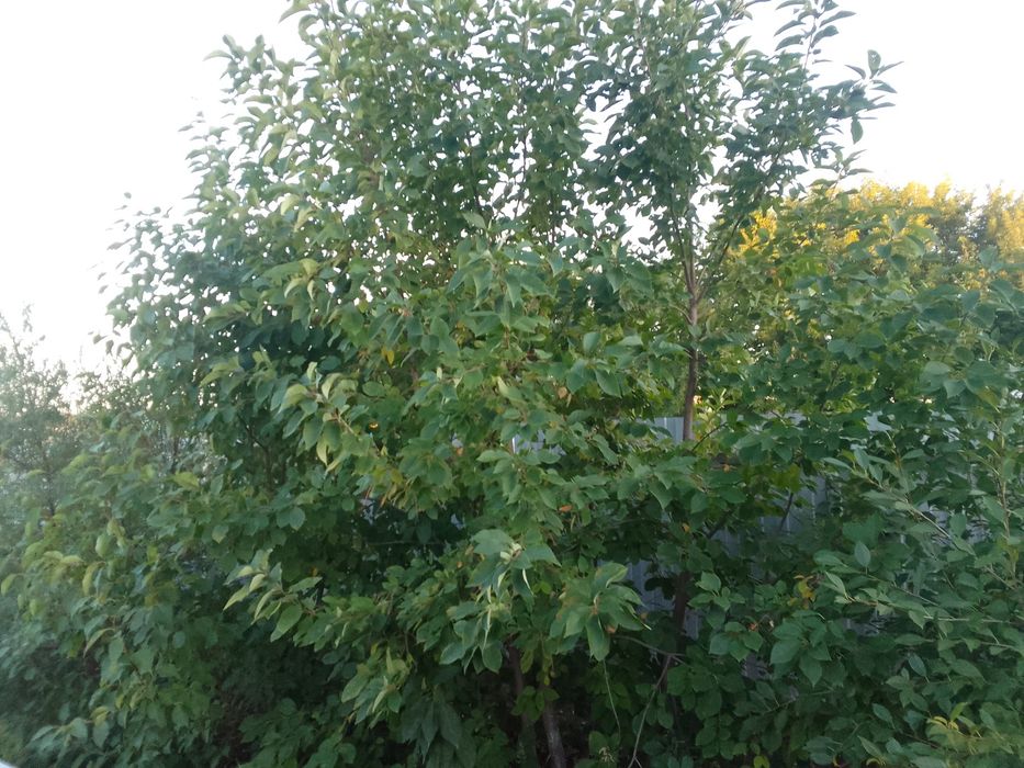 Продам частный дом в Бишкуле