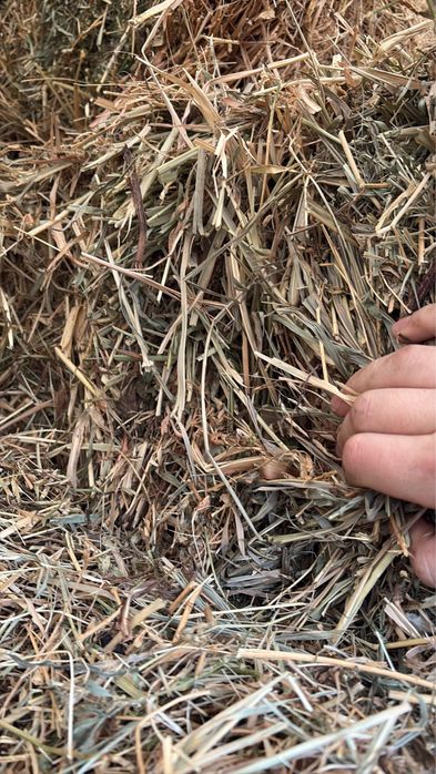 Se vand baloti dreptunghiulari