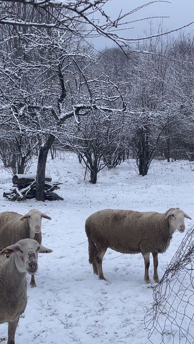 Vand oi rasa rasa lacaune