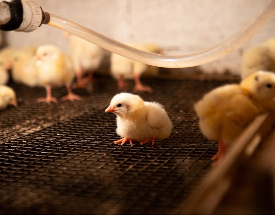 Суточный бройлер  , гусь , утка , несушка !