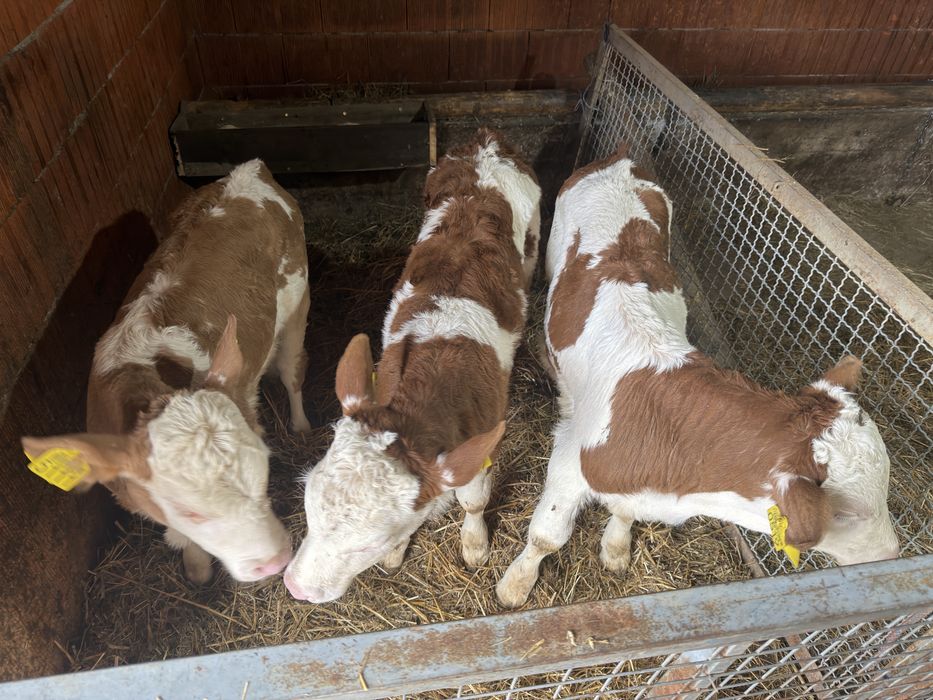 Vitei baltati doua femele si un mascul