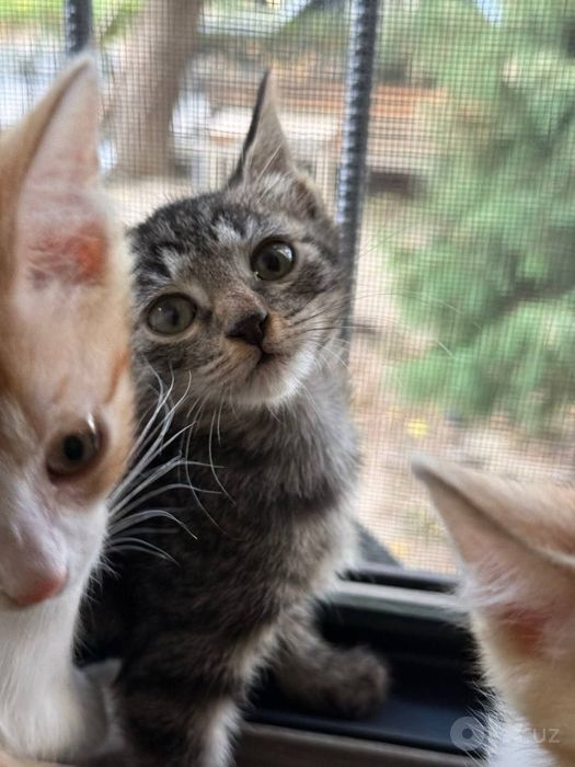 Котята - бесплатно. В хорошие руки