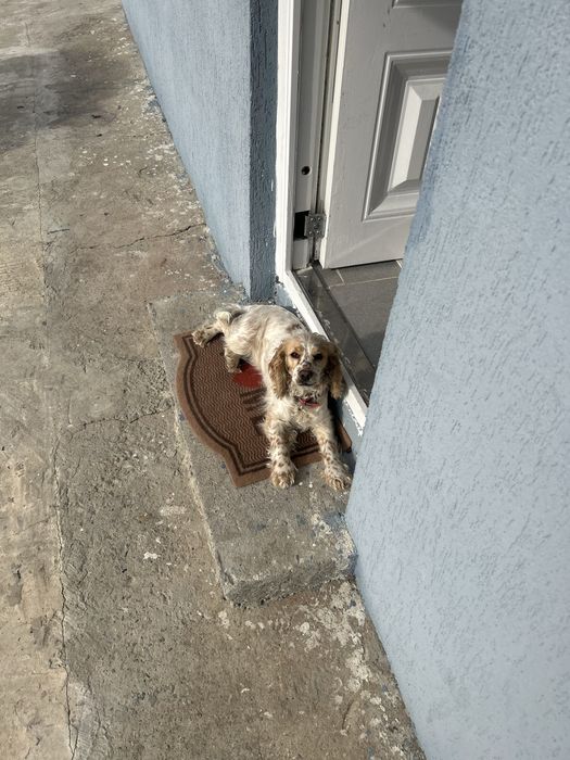 Продавам кокер шпаньол