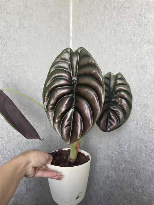 Алоказия ред сикрет