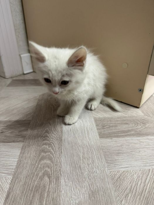 Котёнок продААам