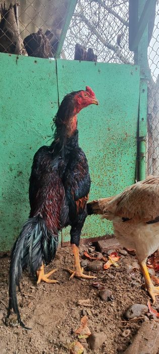 Продаётся привозной Корейский петух