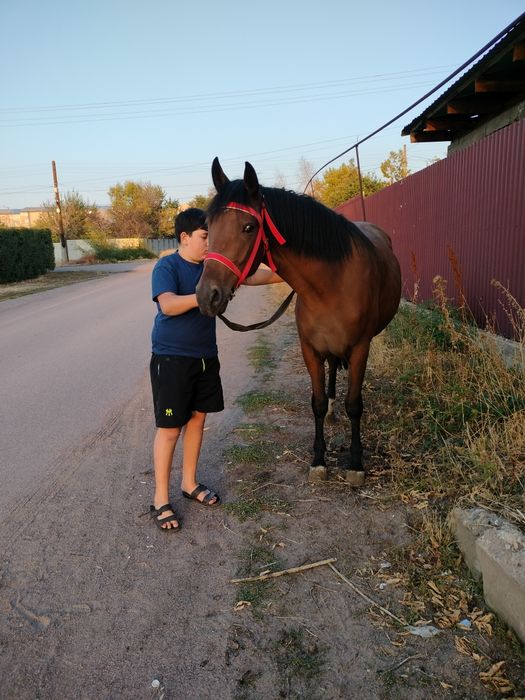 Кобыла двух годовалая