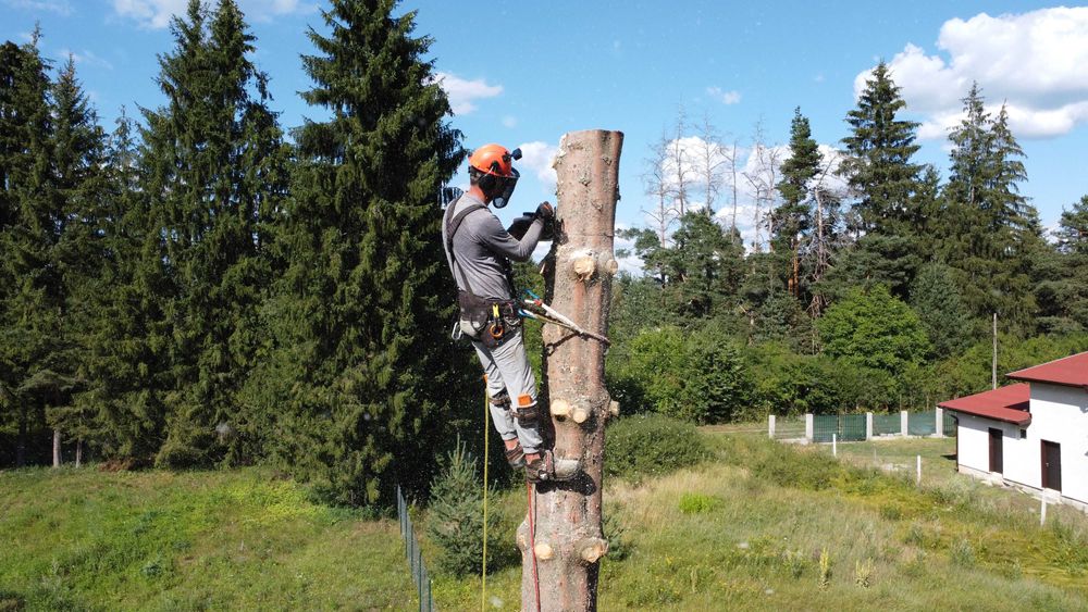 Сечене рязане оформяне на опасни дървета Арборист Вишка Кран - Договор