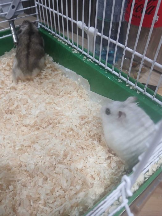 Caută altă casă hamsteri