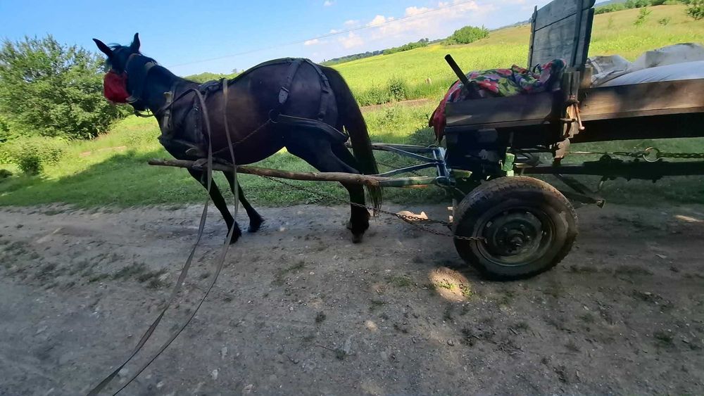 Cal + căruță de vânzare – set complet, gata de muncă