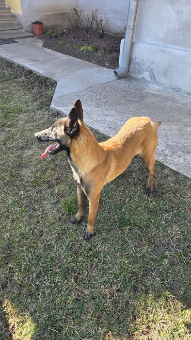Femelă Ciobănesc Belgian Malinois pedigree Fci