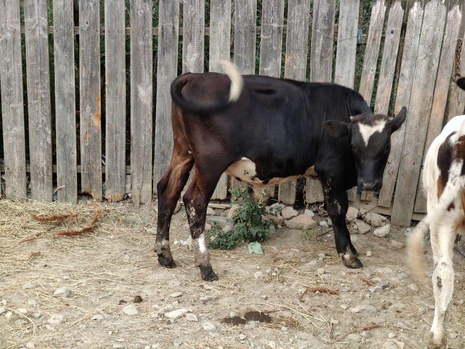 Vând vițică și tăuraș