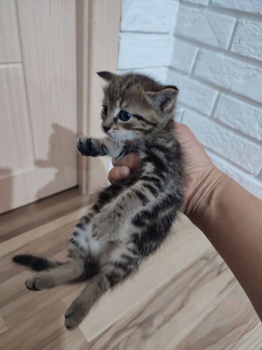 Котята,бесплатно