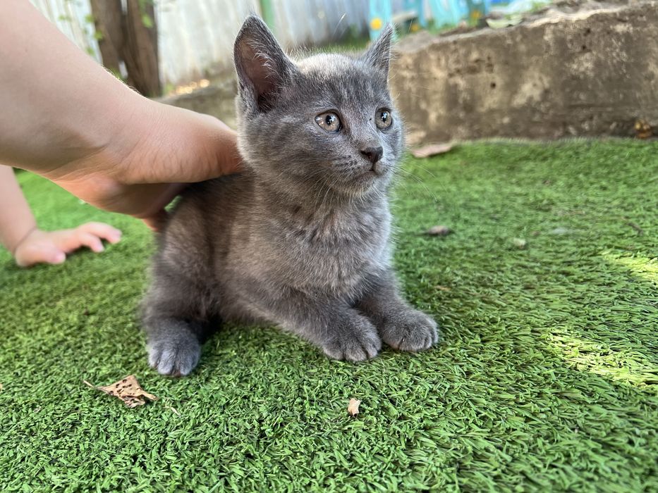 Отдам котенка в добрые руки