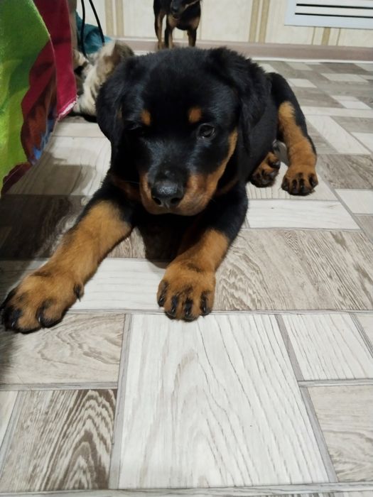 Ротвейлер   щенок