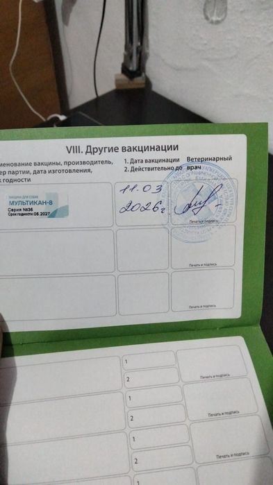 Вязка:Немецкая овчарка 2 года