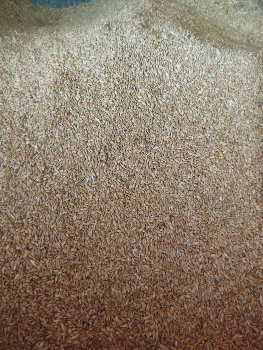 Продам пшеницу чистая сухая 90% пшеница 10% ячмень