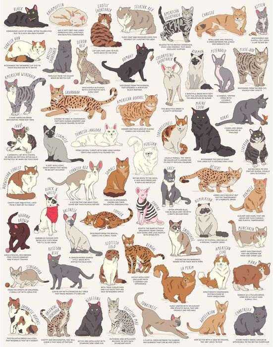 Cat Lover's Puzzle 1000 части - пъзел с породи котки