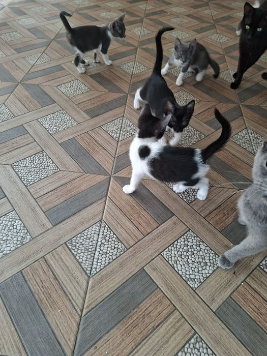 Donez pisici cuminti de rasa