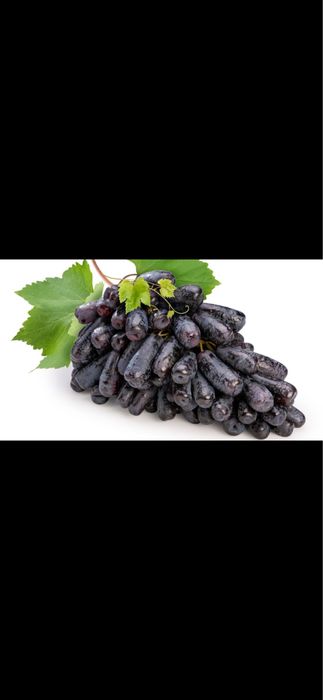 Avatar uzum ko’chatlari