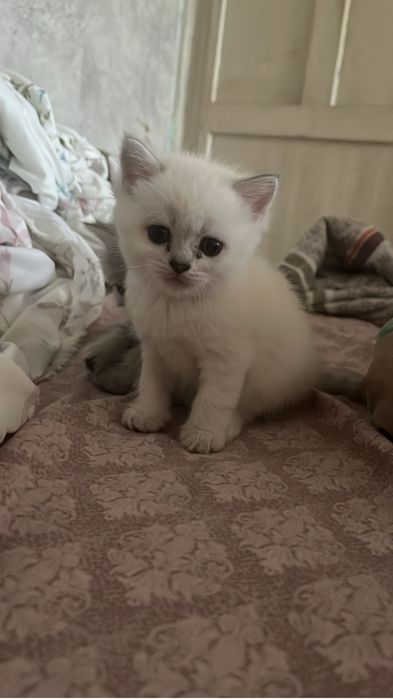 Котенок…………………..
