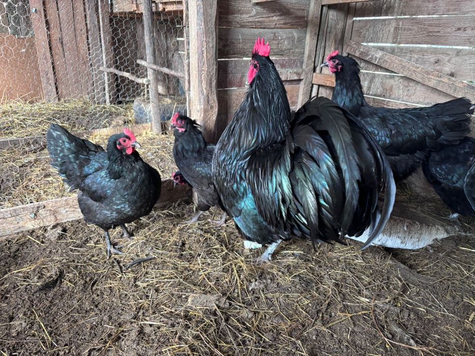 Oua pentru incubat de la găini AUSTRALORP negru