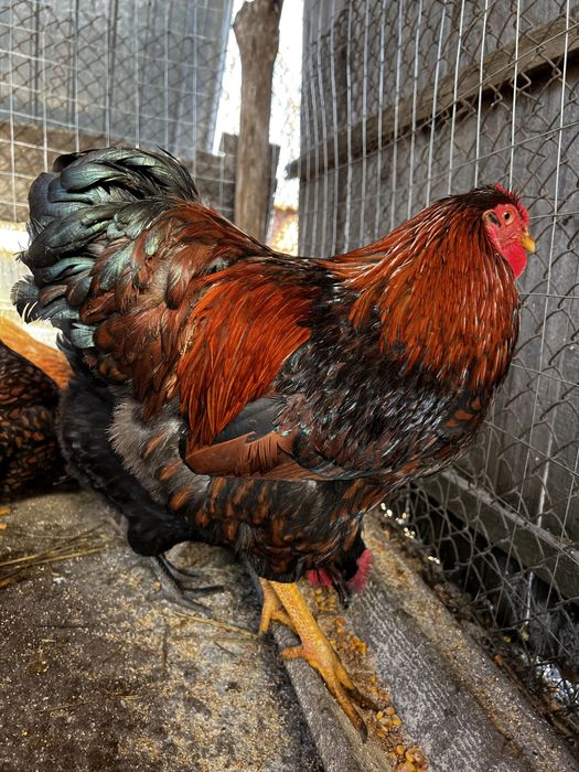 Cocosi Wyandotte GSG argintiu rosu negru albastru auriu 2025